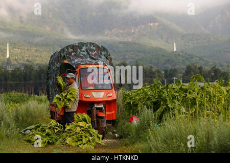 Lavoratore agricolo prepara le foglie di tabacco, per il trasporto nel suo furgone dal campo, pronto per il processo di essiccazione, durante il raccolto di tabacco a Dion Tou vi Foto Stock