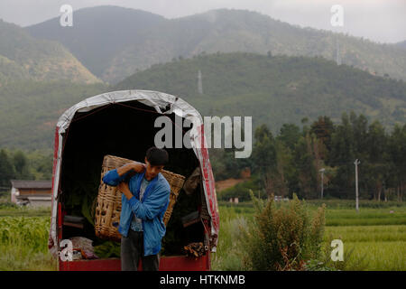 Lavoratore agricolo porta un cesto per la raccolta delle foglie di tabacco, pronto per l'asciugatura, durante il raccolto di tabacco a Dion Tou Village, vicino Shaxi in Yunnan prov Foto Stock