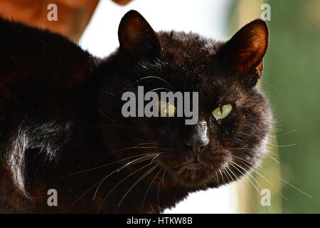 Un gatto nero si trova in una posizione in Nafplion. Un gatto nero si trova in una posizione in Nafplion. Foto Stock