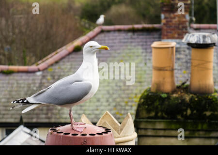 Aringa Gabbiano (Larux argentatus) o Seagull su una casa tetto camino nella cittadina balneare di Conwy, Wales, Regno Unito, Gran Bretagna, Europa Foto Stock