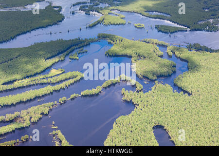 Vista aerea foresta allagata pianure in estate. Foto Stock