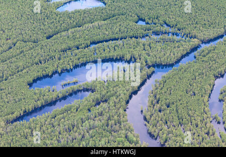 Vista aerea foresta allagata pianure in estate. Foto Stock