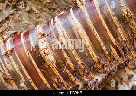 Il tronco della himalayana di corteccia di betulla ciliegio, Prunus serrulata Foto Stock