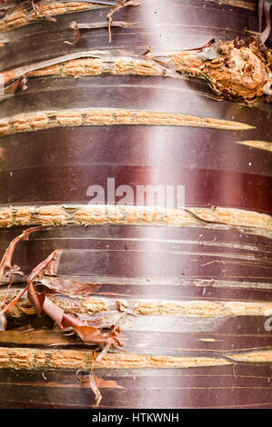 Il tronco della himalayana di corteccia di betulla ciliegio, Prunus serrulata Foto Stock