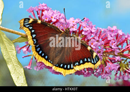 Camberwell Beauty butterfly (Nymphalis antiopa) alimentazione su un fiore buddleia Foto Stock