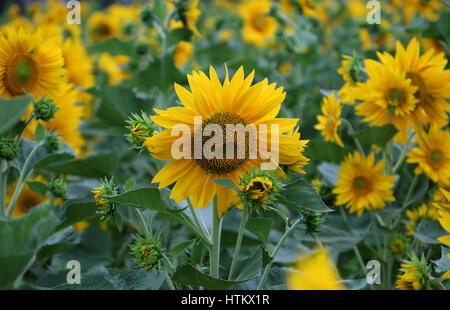 Lo splendido paesaggio di campagna di Dalat con campo di girasole, fiore giallo fiore vibrante, un bel posto per da Lat travel Foto Stock