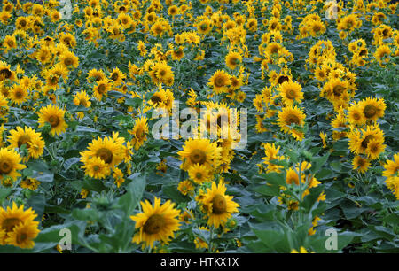 Lo splendido paesaggio di campagna di Dalat con campo di girasole, fiore giallo fiore vibrante, un bel posto per da Lat travel Foto Stock