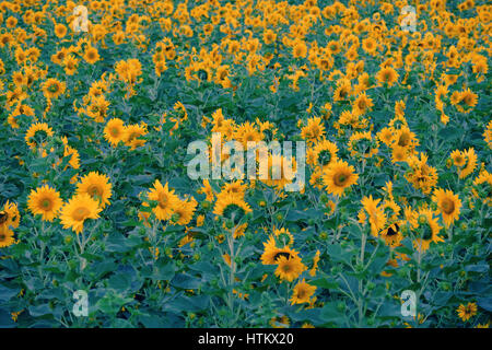 Lo splendido paesaggio di campagna di Dalat con campo di girasole, fiore giallo fiore vibrante, un bel posto per da Lat travel Foto Stock