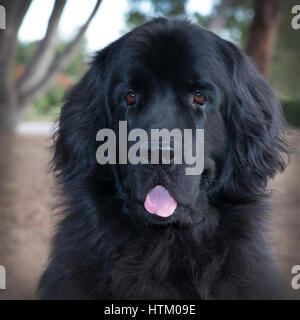 Grande colpo di testa di nero TERRANOVA cane in un parco con alberi secolari. La sua lingua è appendere fuori Foto Stock