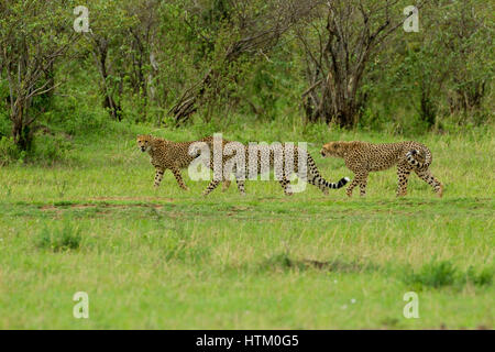 Tre ghepardo (Acinonyx jubatus) maschi sulla caccia, il Masai Mara riserva nazionale, Kenya, Africa orientale Foto Stock