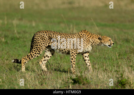 Ghepardo (Acinonyx jubatus) sul prowl, il Masai Mara riserva nazionale, Kenya, Africa orientale Foto Stock