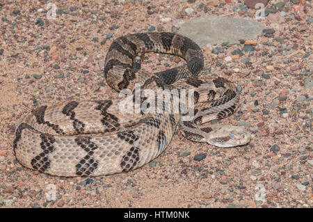 Legname, rattlesnake Crotalus horridus, nativo di EST negli Stati Uniti Foto Stock