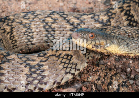 Diamondback acqua snake, Nerodia rhombifer rhombifer, nativi a Centrale degli Stati Uniti e del Messico settentrionale Foto Stock