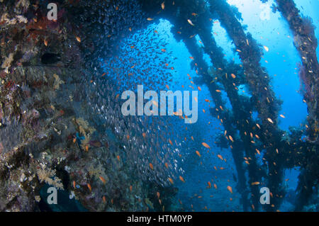 Grande scuola di pesce pigmea Spazzatrici (Parapriacanthus ransonneti) sul naufragio di sfondo, Mar Rosso, Egitto Foto Stock