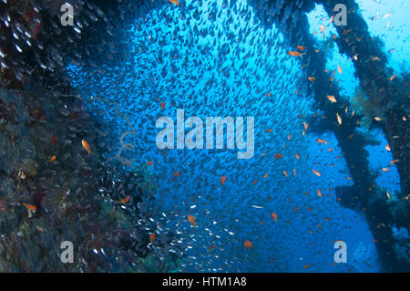 Grande scuola di pesce pigmea Spazzatrici (Parapriacanthus ransonneti) sul naufragio di sfondo, Mar Rosso, Egitto Foto Stock