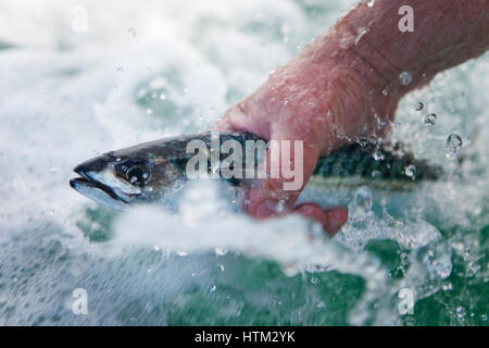 La pesca dello sgombro off North Beach, Tenby, Wales, Regno Unito Foto Stock