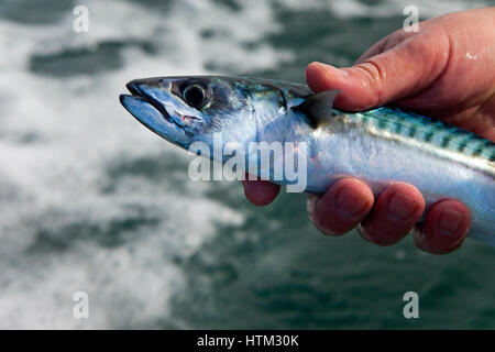 La pesca dello sgombro off North Beach, Tenby, Wales, Regno Unito Foto Stock