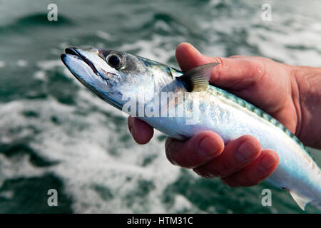 La pesca dello sgombro off North Beach, Tenby, Wales, Regno Unito Foto Stock