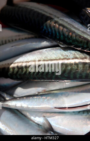 La pesca dello sgombro off North Beach, Tenby, Wales, Regno Unito Foto Stock