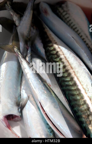 La pesca dello sgombro off North Beach, Tenby, Wales, Regno Unito Foto Stock