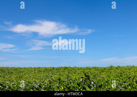 Green campo di grano sotto il cielo blu sul giorno di estate Foto Stock