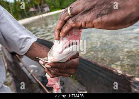 Pescatori tradizionali che mostrano uno squalo di barriera corallina nelle Isole Raja Ampat, Papua Occidentale, Indonesia. Foto Stock