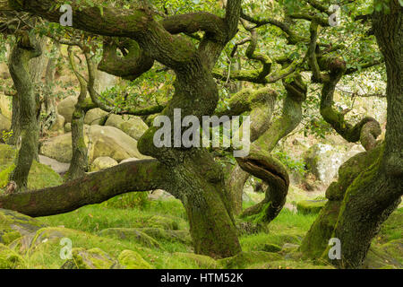 Twisted tronchi di alberi in Padley Gorge, picchi Derbyshire District, England, Regno Unito Foto Stock