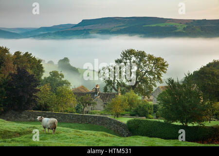 Pecore al pascolo vicino a Offerton Hall al di sopra della nebbia nella valle del Derwent sotto, picchi Derbyshire District, England, Regno Unito Foto Stock