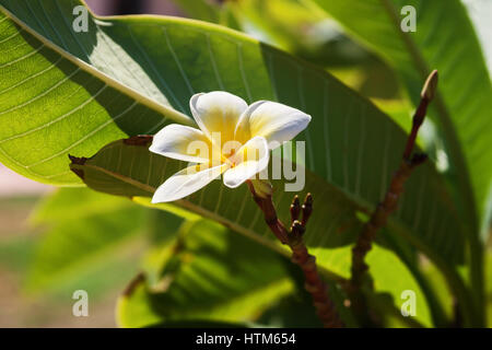 Soft focus e di sfocare lo sfondo in La Plumeria albero Frangipani fiori tropicali. Foto Stock