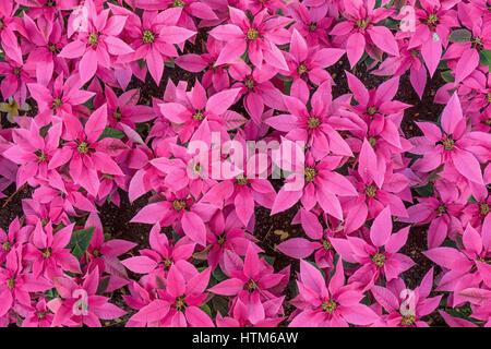 Rosa Poinsettias fioritura Foto Stock