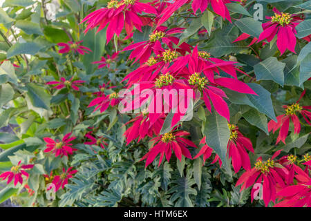 Rosso Poinsettias fioritura Foto Stock