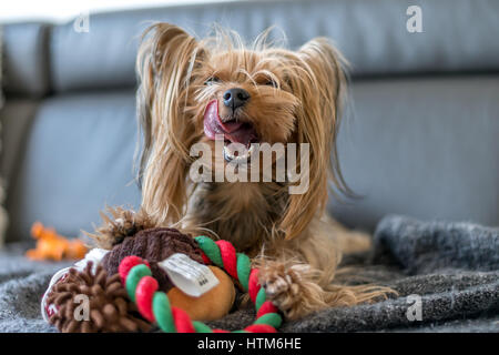 Yorkshire terrier è giocare con un giocattolo Foto Stock