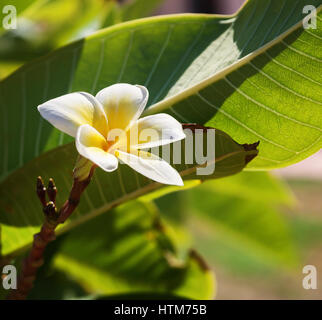 Soft focus e di sfocare lo sfondo in La Plumeria albero Frangipani fiori tropicali. Foto Stock