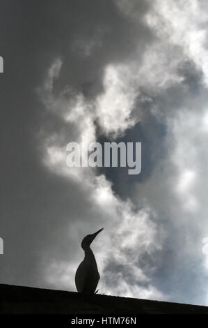 Noida, Uttar Pradesh, India- Settembre 22, 2013: Silhouette di una giovane Airone guardabuoi (Bubulcus ibis) con nuvole scure a Noida, Uttar Pradesh, India. Foto Stock