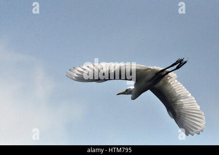 Noida, Uttar Pradesh, India- Settembre 22, 2013: Silhouette di una giovane Airone guardabuoi (Bubulcus ibis) con nuvole scure a Noida, Uttar Pradesh, India. Foto Stock