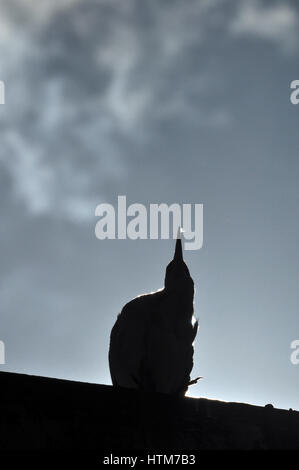 Noida, Uttar Pradesh, India - 22 Settembre 2013: la silhouette di un solitario Airone guardabuoi (Bubulcus ibis) nella stagione della riproduzione, seduto su un edificio Foto Stock