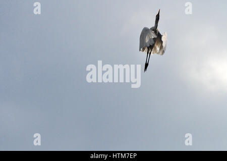 Noida, Uttar Pradesh, India - 23 Settembre 2013: una giovane Airone guardabuoi (Bubulcus ibis) battenti contro il cielo blu a Noida, Uttar Pradesh, India. Il Foto Stock