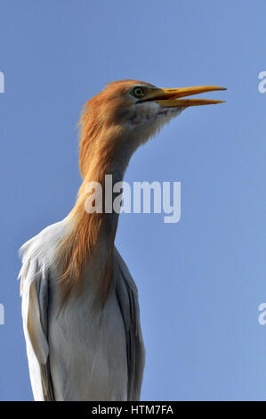 Noida, Uttar Pradesh, India - 25 Settembre 2013: Airone guardabuoi (Bubulcus ibis) volare in alto nel cielo blu a Noida, Uttar Pradesh, India. Foto Stock