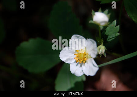 Wild Stawberry in luce pezzata Foto Stock