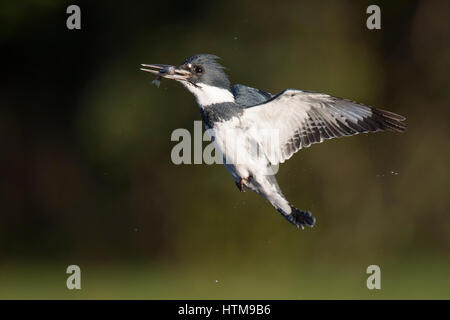 Un maschio Belted Kingfisher vola nella parte anteriore di un verde e Sfondo nero con un minnow su una luminosa giornata di sole. Foto Stock