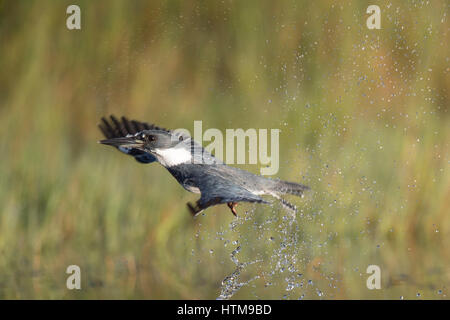 Un maschio Belted Kingfisher Vola di fronte a un prato verde dello sfondo con un grande splash su una luminosa giornata di sole. Foto Stock