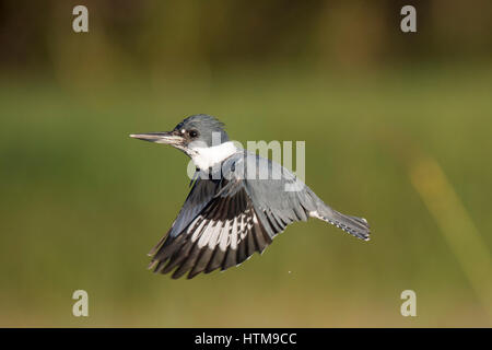 Un maschio Belted Kingfisher Vola di fronte a un prato verde con sfondo su una luminosa giornata di sole. Foto Stock