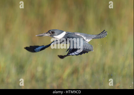 Un maschio Belted Kingfisher Vola di fronte a un prato verde con sfondo su una luminosa giornata di sole. Foto Stock