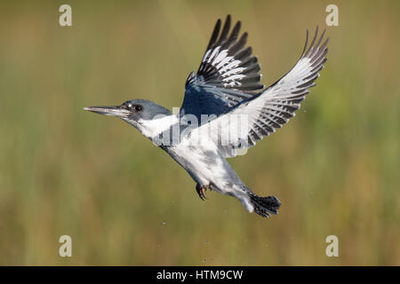 Un maschio Belted Kingfisher Vola di fronte a un prato verde con sfondo su una luminosa giornata di sole. Foto Stock