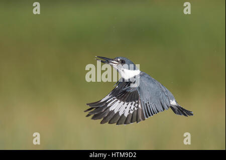 Un maschio Belted Kingfisher Vola di fronte a un prato verde con sfondo su una luminosa giornata di sole. Foto Stock