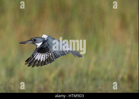 Un maschio Belted Kingfisher Vola di fronte a un prato verde con sfondo su una luminosa giornata di sole. Foto Stock