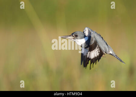 Un maschio Belted Kingfisher Vola di fronte a un prato verde con sfondo su una luminosa giornata di sole. Foto Stock