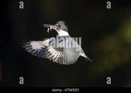 Un maschio Belted Kingfisher Vola di fronte a uno sfondo scuro con un minnow nel suo becco su una luminosa giornata di sole. Foto Stock