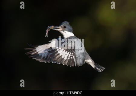 Un maschio Belted Kingfisher Vola di fronte a uno sfondo scuro con un minnow nel suo becco su una luminosa giornata di sole. Foto Stock