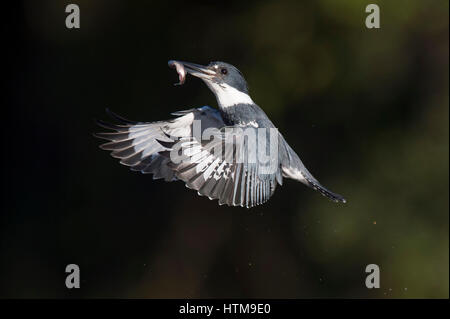 Un maschio Belted Kingfisher Vola di fronte a uno sfondo scuro con un minnow nel suo becco su una luminosa giornata di sole. Foto Stock